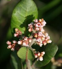 Rhus integrifolia flower